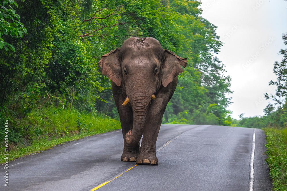 Obraz premium Elephants are large mammals and are the largest land animals. Wild elephants eat plants. They are big, have a small head, big legs, and have a trunk that reaches to the ground. That trunk is the nose.