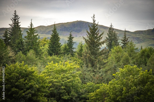 forest in the mountains, landscape in the scottish highlands, scotland, highlands, uk