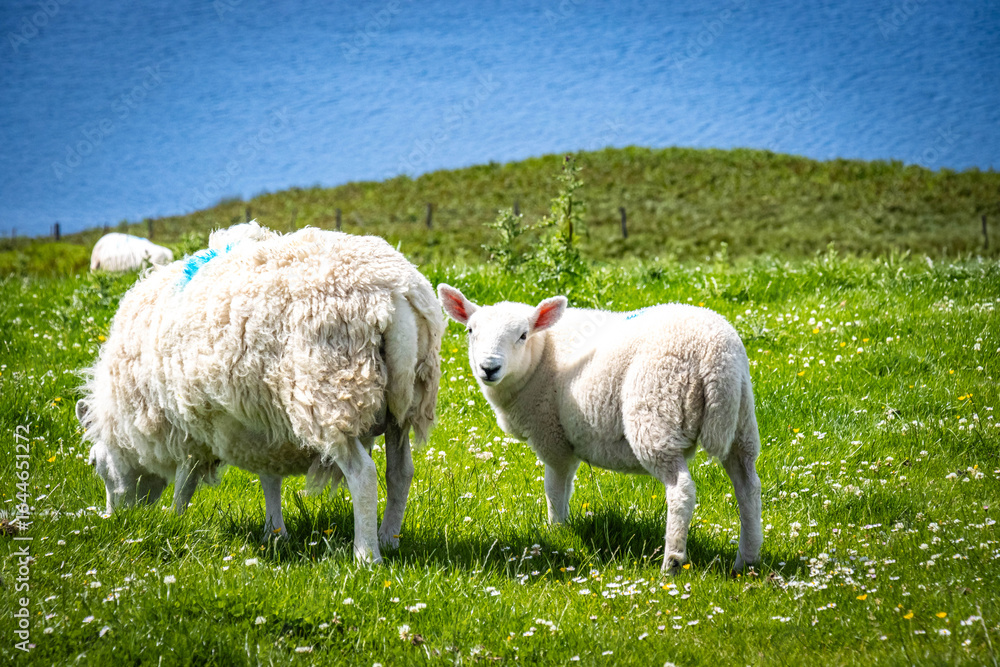 Fototapeta premium grazing sheep with lamb, loch harport, isle of skye, skye, hebrides, highlands, scotland, uk 