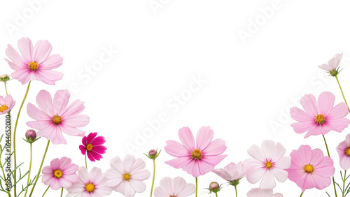  pink cosmos flower isolated on transparent background