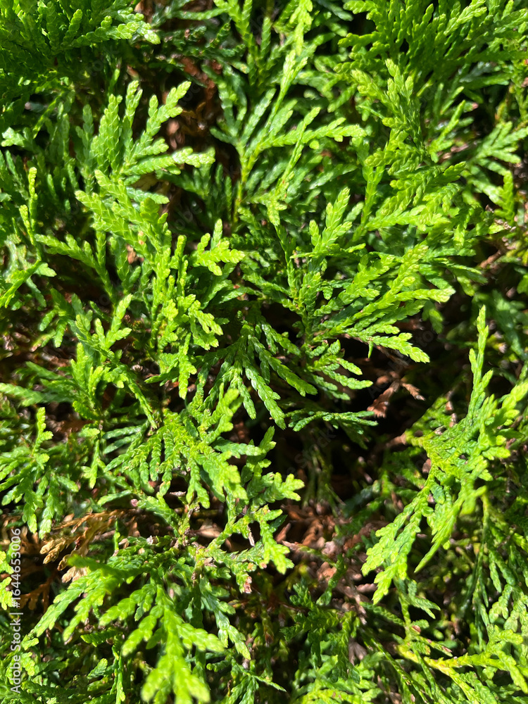 green moss background green moss background