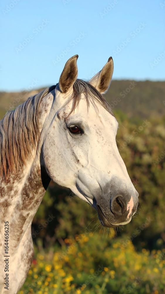 Obraz premium Close-up profile of a light gray horse with dark markings, set against a blurred background of yellow flowers and hills under a clear blue sky