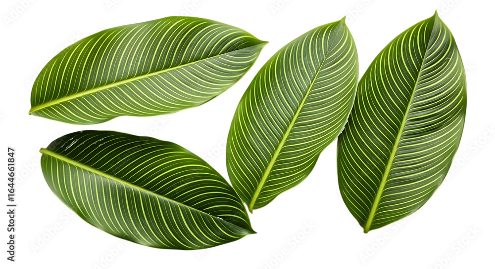 Obraz premium Green leaves with yellow stripes isolated on a transparent background