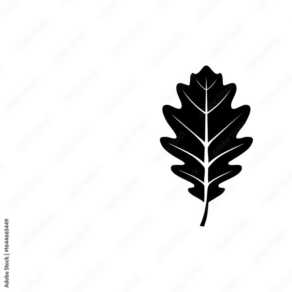 Fototapeta premium Oak or beech-like leaf with a jagged edge, ideal for seasonal and outdoor-themed designs.