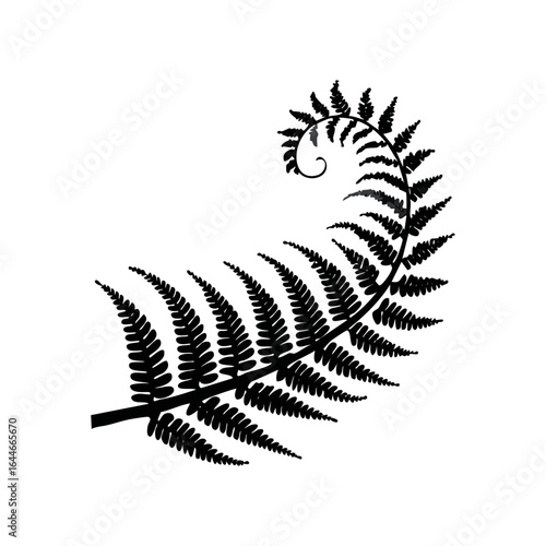 A spiral fern frond with a delicate and graceful design, perfect for elegant motifs.