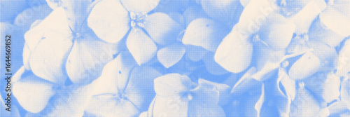 Cyanotype halftone overlay texture bg with hydrangea flower silhouettes. Vector soft blue wallpaper for template, graphic design projects, artworks.