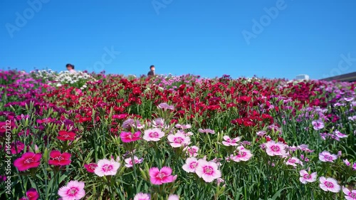 Wallpaper Mural Bright Sky with Colorful Carnation Field Torontodigital.ca
