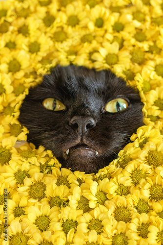 Funny portrait of curious black cat peeking out from vibrant yellow flowers of chrysanthemums.