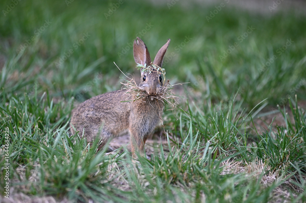 Fototapeta premium 庭での巣作り