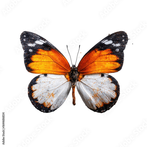 A striking butterfly with vibrant orange and white wings, detailed black markings, and a delicate body