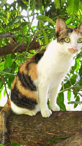 The cat climbed the tree and looked ahead  with curiosity
