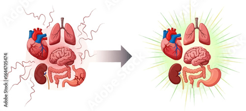 Transition of the Human Organs from Distress to Revival Highlighting Bodily Resilience and