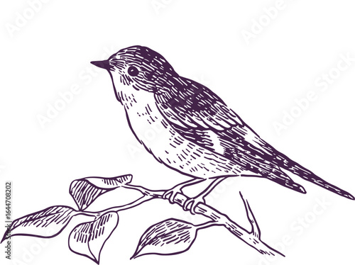 Bird sitting on a branch vector illustration in black silhouette style showing nature and wildlife