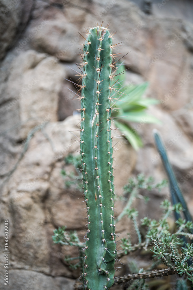 Cactus, palm trees, and tropical plants in a conservatory ecosystem. Cactus, palm trees, and tropical plants in a conservatory ecosystem.