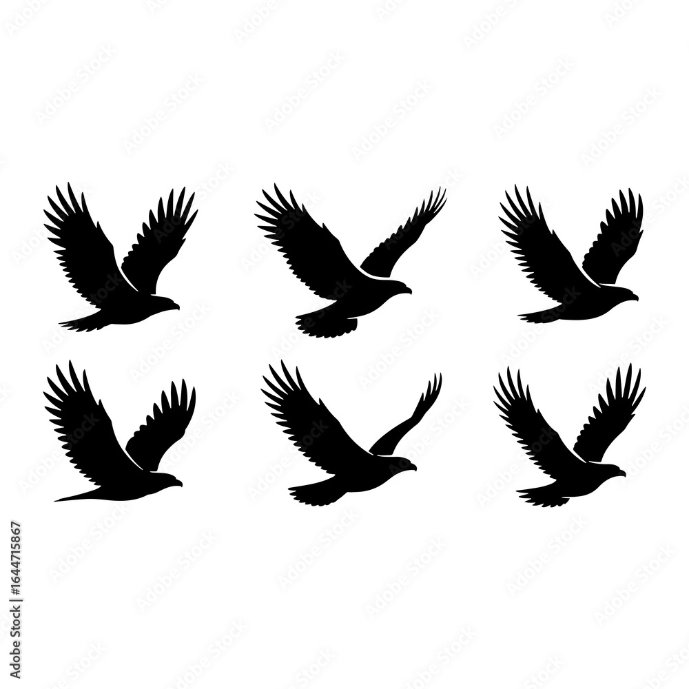 Obraz premium Black eagles in flight hawk bird