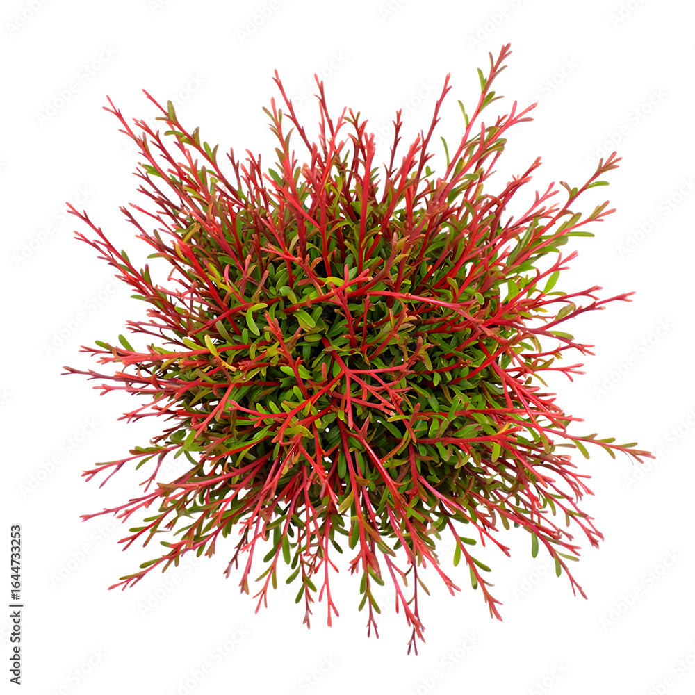 Naklejka premium Aerial View of Red-Stemmed Creeper Plant, Lush Green Foliage, Vibrant Texture