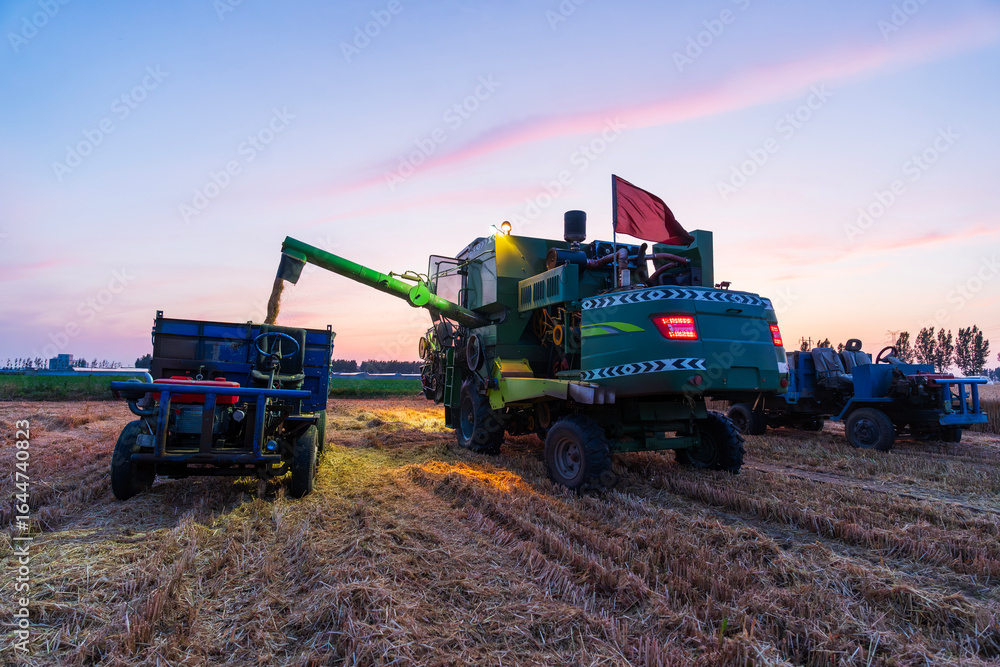 Fototapeta premium The combine is harvesting the wheat in the evening