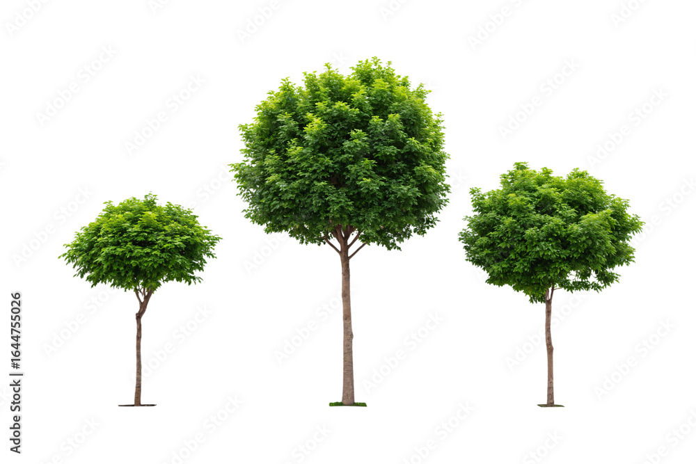 Fototapeta premium Three decorative trees with varying sizes and spherical green crowns on thin stems, isolated on a transparent background