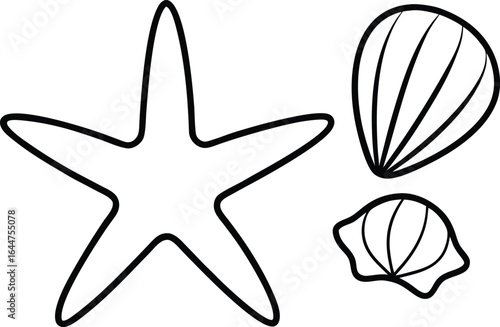 sea shells vector