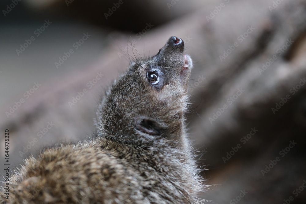 Fototapeta premium Meerkat (Suricata suricatta) appearing thoughtful in a zoo exhibit