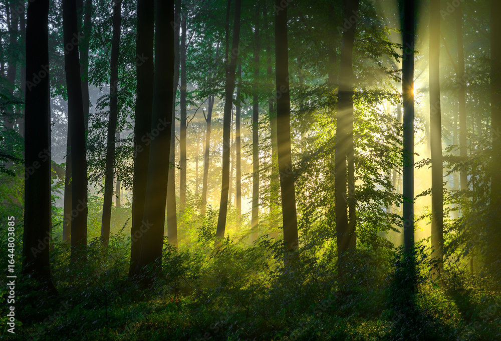 Obraz premium Beautiful sunny morning in green forest