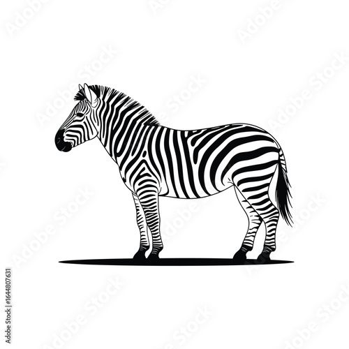 Striped equine standing profile black and white zebra animal