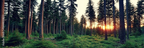 Lush forest at sunset