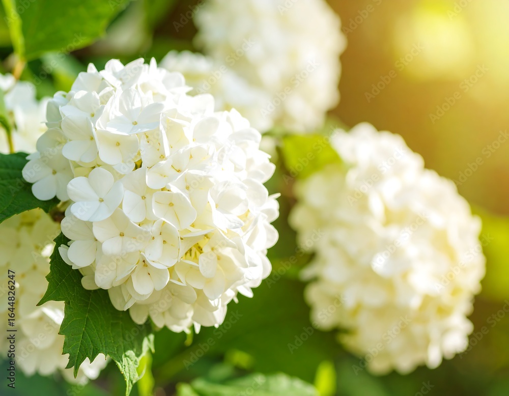 Close-up of white flowers in sunlight Close-up of white flowers in sunlight