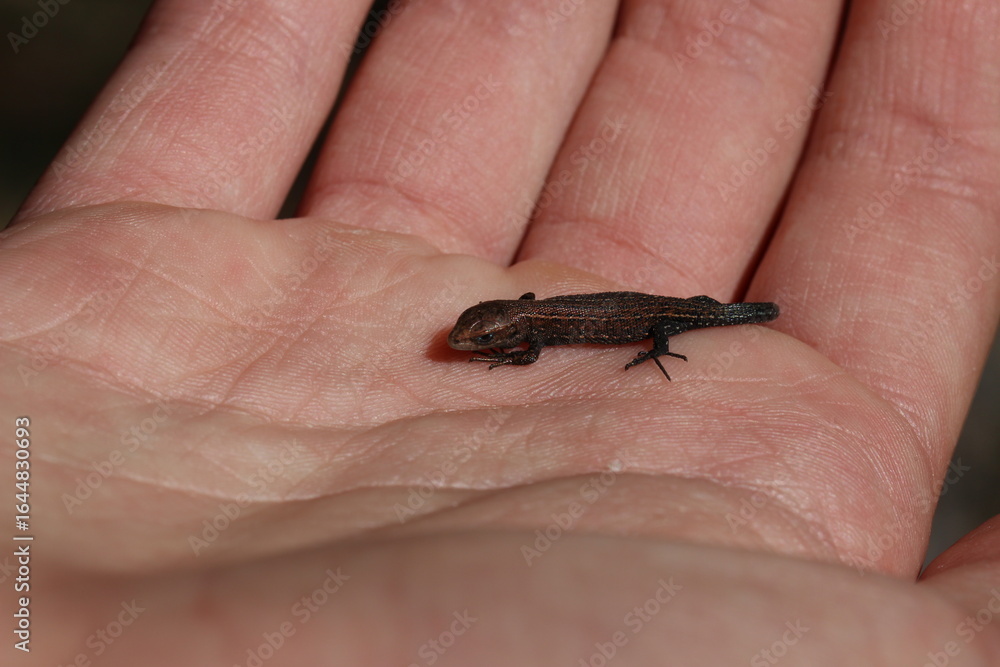 Obraz premium Small lizard on the palm. Viviparous lizard (zootoca vivipara)