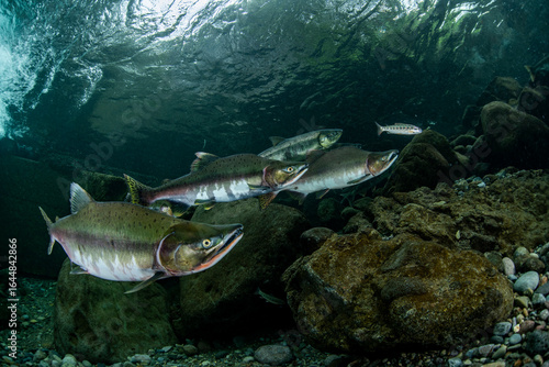 Papier peint Pink salmon