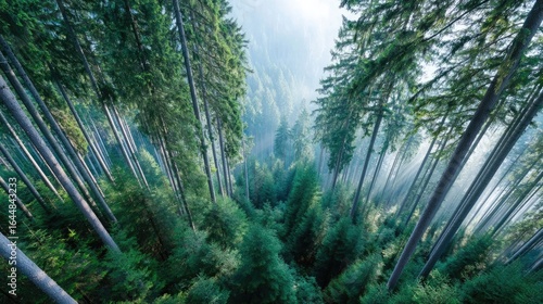 Aerial View of Sunlight Through a Lush Green Forest