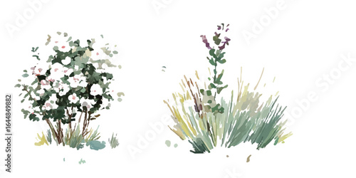 Collection of cute floral elements.  Hypericum monogynum frontal isolated png on a transparent background