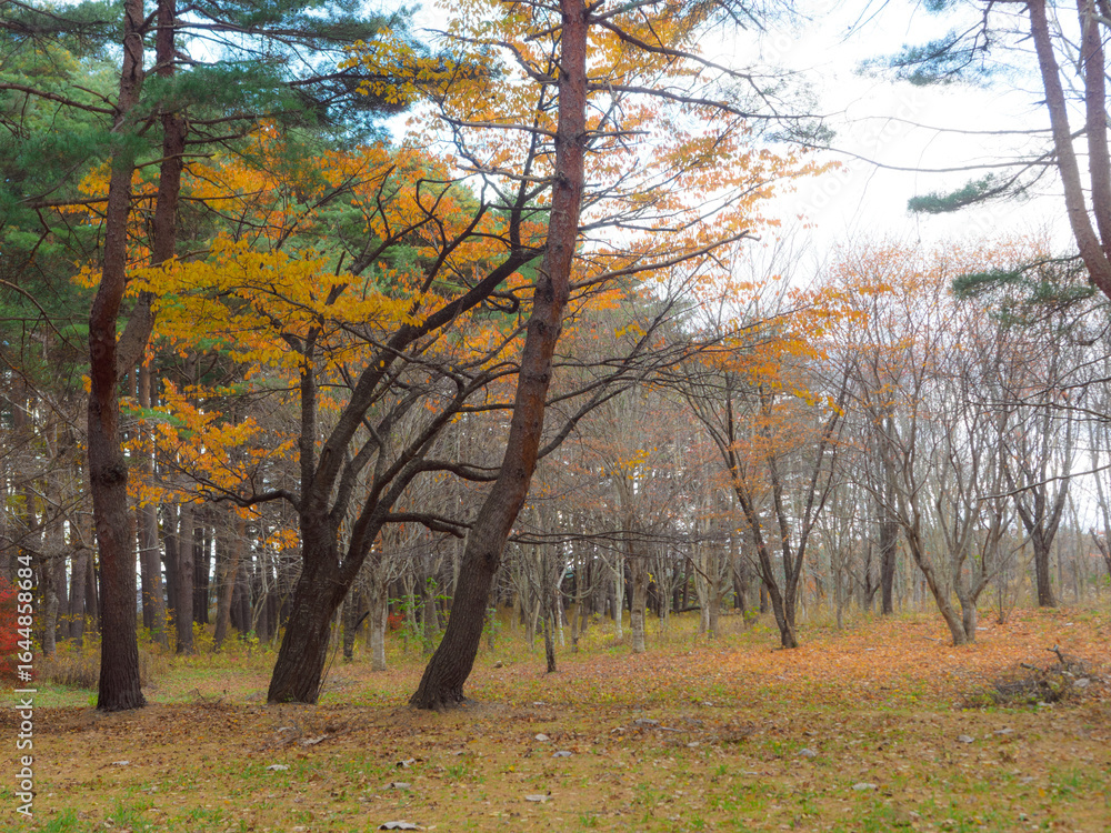 Obraz premium 秋の木々