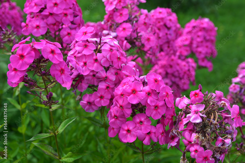 Pink moss phlox close-up Pink moss phlox close-up