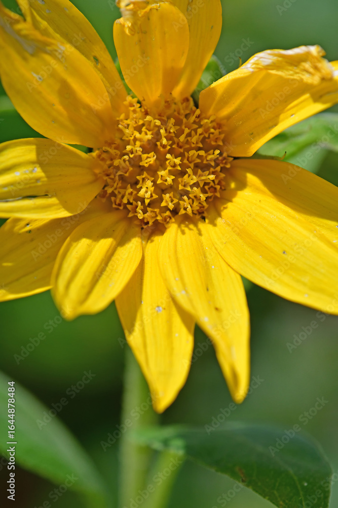 Obraz premium sunflower in a closeup in summer in a meadow