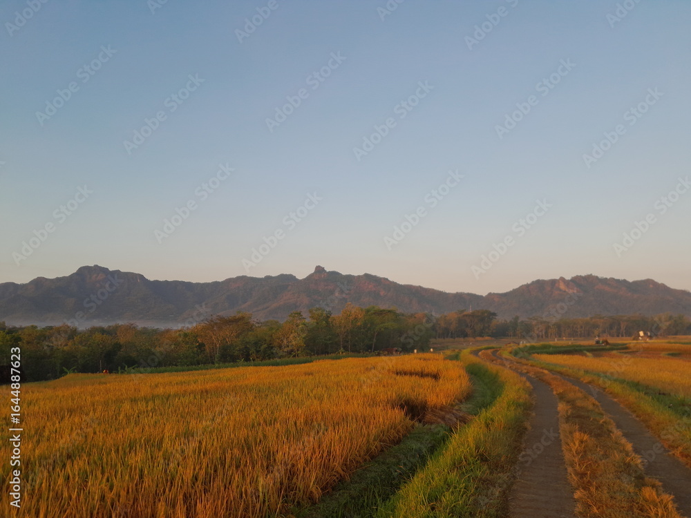 Obraz premium rice paddy field in the morning
