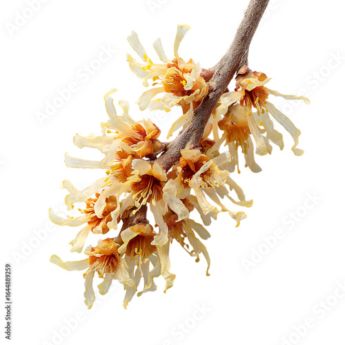 Chilean Hazel png