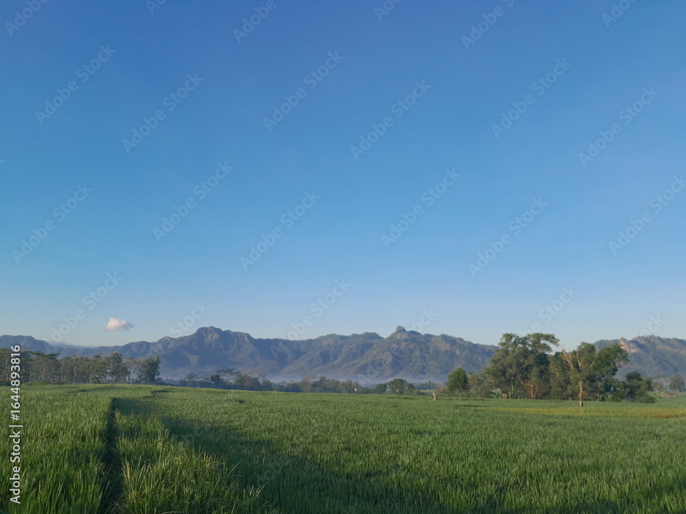 Fototapeta premium rice paddy field in the morning