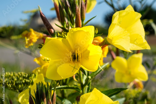 Biennial evening primrose, beautiful edible wild plant, root with a ham flavor, oenothera biennis