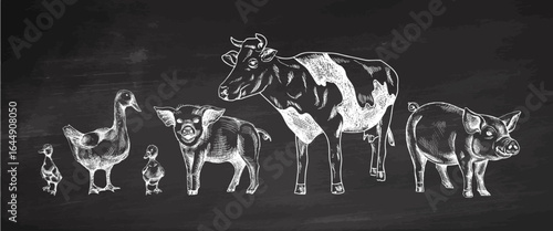Hand drawn vintage sketch of farm animals including pigs, cow, goose and ducksin rustic engraved style on chalkboard background for agriculture design