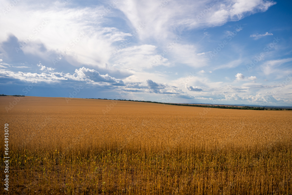 Obraz premium Golden wheat field under a blue sky with clouds.