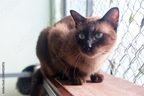 Beautiful Thai cat is Breed Tonkinese combination between Siamese with Burmese