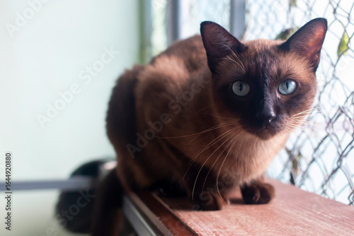 Quadro em tela Beautiful Thai cat is Breed Tonkinese combination between Siamese with Burmese