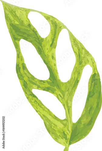High-resolution close-up of a Monstera adansonii variegated leaf, featuring vivid green and yellow marbled variegation with striking natural fenestrations (holes) along the leaf.