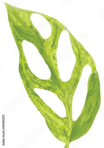 High-resolution close-up of a Monstera adansonii variegated leaf, featuring vivid green and yellow marbled variegation with striking natural fenestrations (holes) along the leaf.