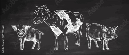 Hand drawn vintage sketch of cow and pigs in rustic farm style on chalkboard background, detailed livestock animal illustration in engraved design