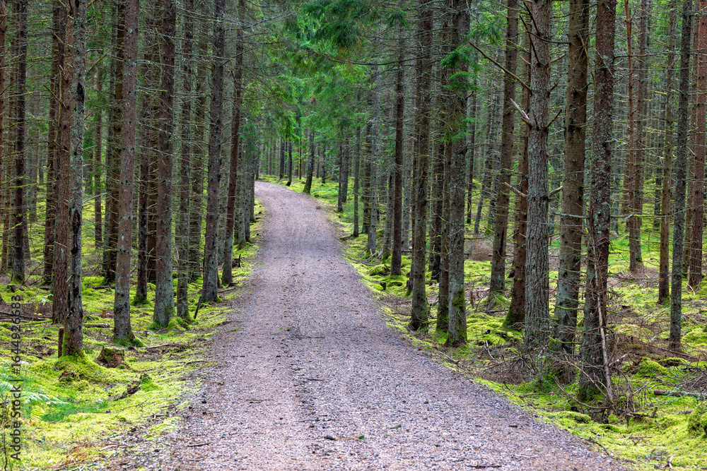Obraz premium Gravel road in a spruce forest with green moss on the ground