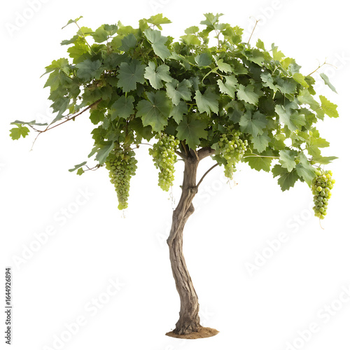 A single grapevine with green leaves and tendrils isolated on a transparent background png