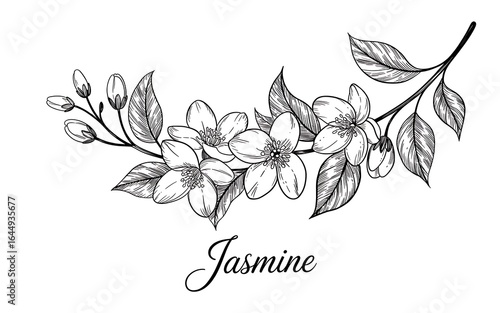 Black and white line drawing of a jasmine flower branch with buds and leaves on a white background floral