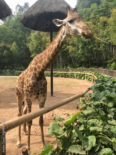 Canvas Print Giraffe in the Zoo